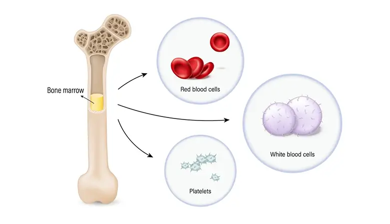 Bone-marrow- CSC Regenerative medicine