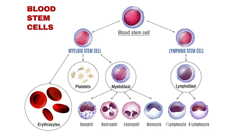 blood-stem-cells
